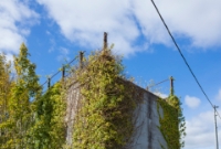 A close up of the old concrete bridge abutment on the old line to Deepark Colliery. The bridge was dismantled after closure in 1963. One of the bridge supports, now removed, was obtained from the former line between Killininick and Felthouse Jct in Co.Wexford, closed in 1912.