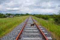 The same location but nearly 35 years later, showing the now rusty disused track of the Mullingar-Athlone line. Gone are the lineside telegraph poles. The location is a tall embankment east of Castletown and was used for several shoots during the filming of the The First Great Train Robbery.
