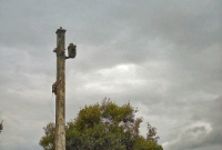 A Great Southern &#38; Western semaphore signal post, complete with lamp, at Charlestown Station. The signal post has since been removed during the vegetation clearance.