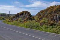 The site of Lackaghane level crossing south of Creagh, looking towards Baltimore. Having crossed the R595 road, the railway line passed through a rocky cutting seen here, now overgrown with gorse shrubs.