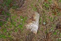 | Some sort of granite block with traces of an iron attachment, seen embeded in the soil along side the trackbed of the tramway.