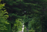 Viewed from across the park adjacent to Dalkey Avenue, the steep ascent of the tramway trackbed can clearly be seen, as well as more of those granite paving slabs, used as a foundation base for the tracks.