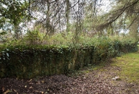 This is the overgrown cattle loading bank at Dunmanway, located on the down side of the station.