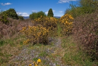 As the line through Durrow was only lifted in the late 1990s, there is still plenty of ballast evident on the former trackbed, however sections of the line are overgrown with gorse shrubs, seen here. On the horizon are the Comeragh Mountans.