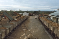 In November 1977, Wellingtonbridge Station is seen during the sugar beet campaign, with lorries tipping their load into open wagons from the loading bank. 001 Class loco No.011 awaits departure time with a loaded train bound for the beet factory at Thurles. ©Barry Carse