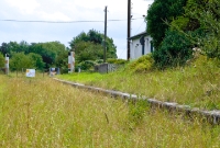 A view showing the extant of the weeds and grass growing on the track through Wilkinstown Station. The platform edging however remains in good condition.
