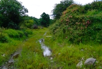 This is the site of Willbrook Station, looking south towards Kilkee/Kilrush. The single platform and waiting shelter were located on the right.